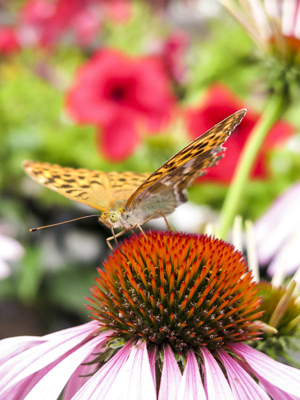 rudbeckia, echinacea rudbeckia, echinacea