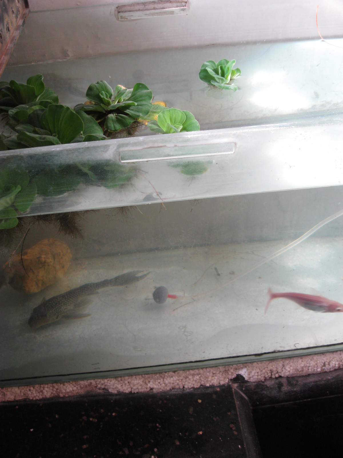 Experiments with Aqua phonics Mumbai fish tank cleaning experiment