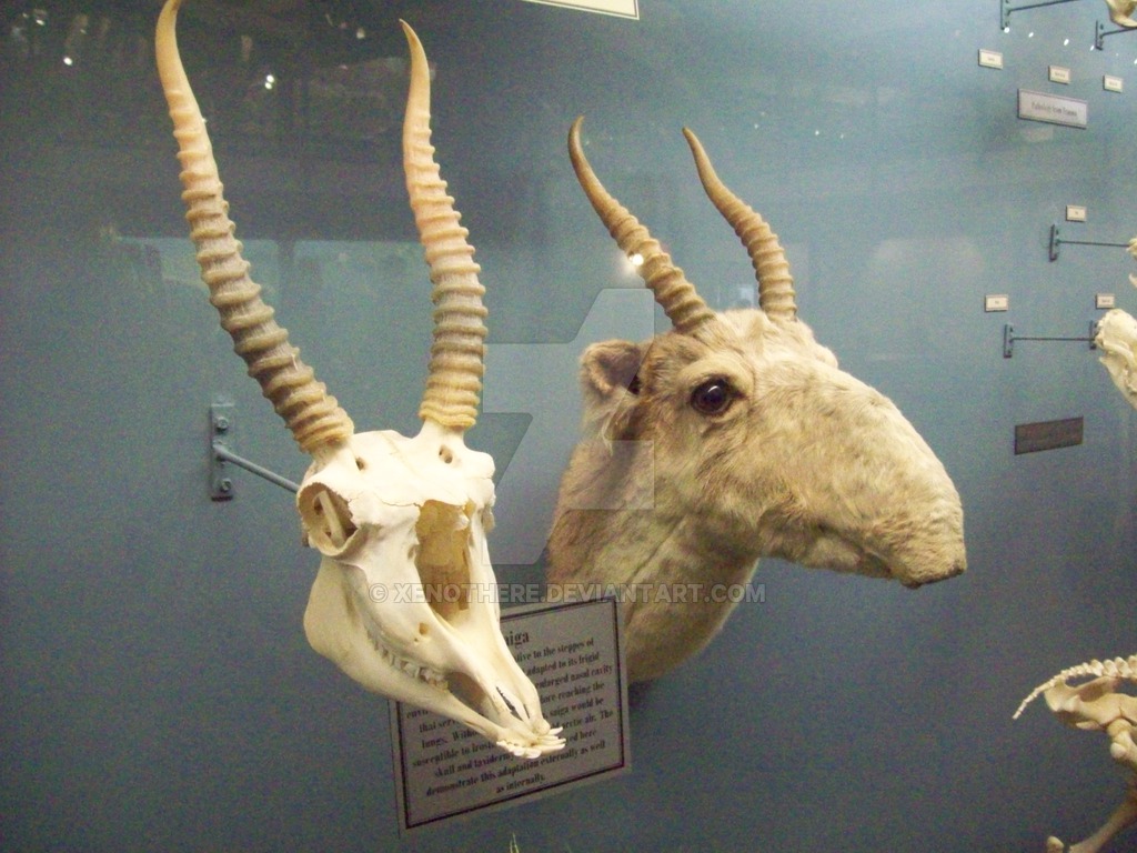Unique Facts And Information Saiga antelope An Amazing animal that