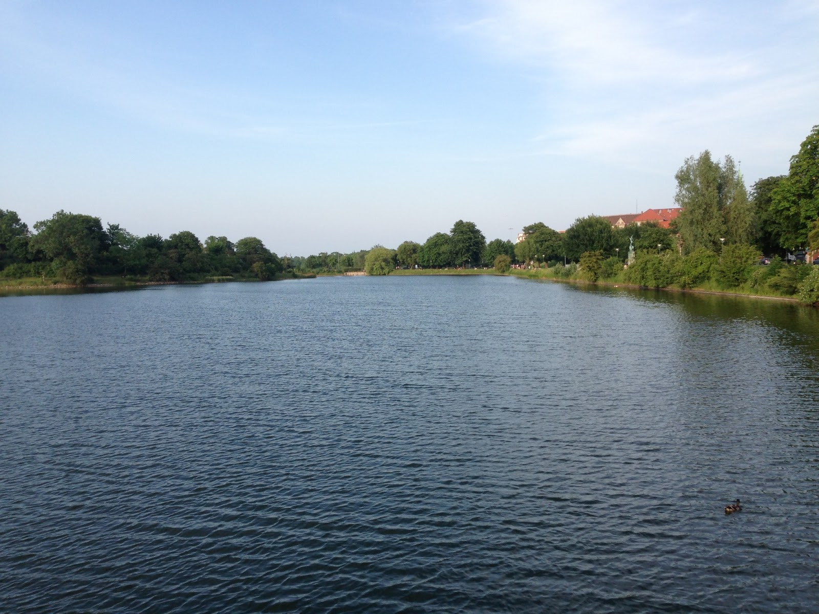 Voldende på Bryggen vand, sø, vold, bryggen, islands brygge, christians havn, svane, natur, gåtur, sommer, sol, dyreliv, idyl