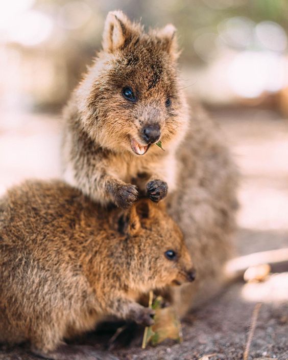 Quokka Facts, Information and Pictures by Pets Amazing Pets For You