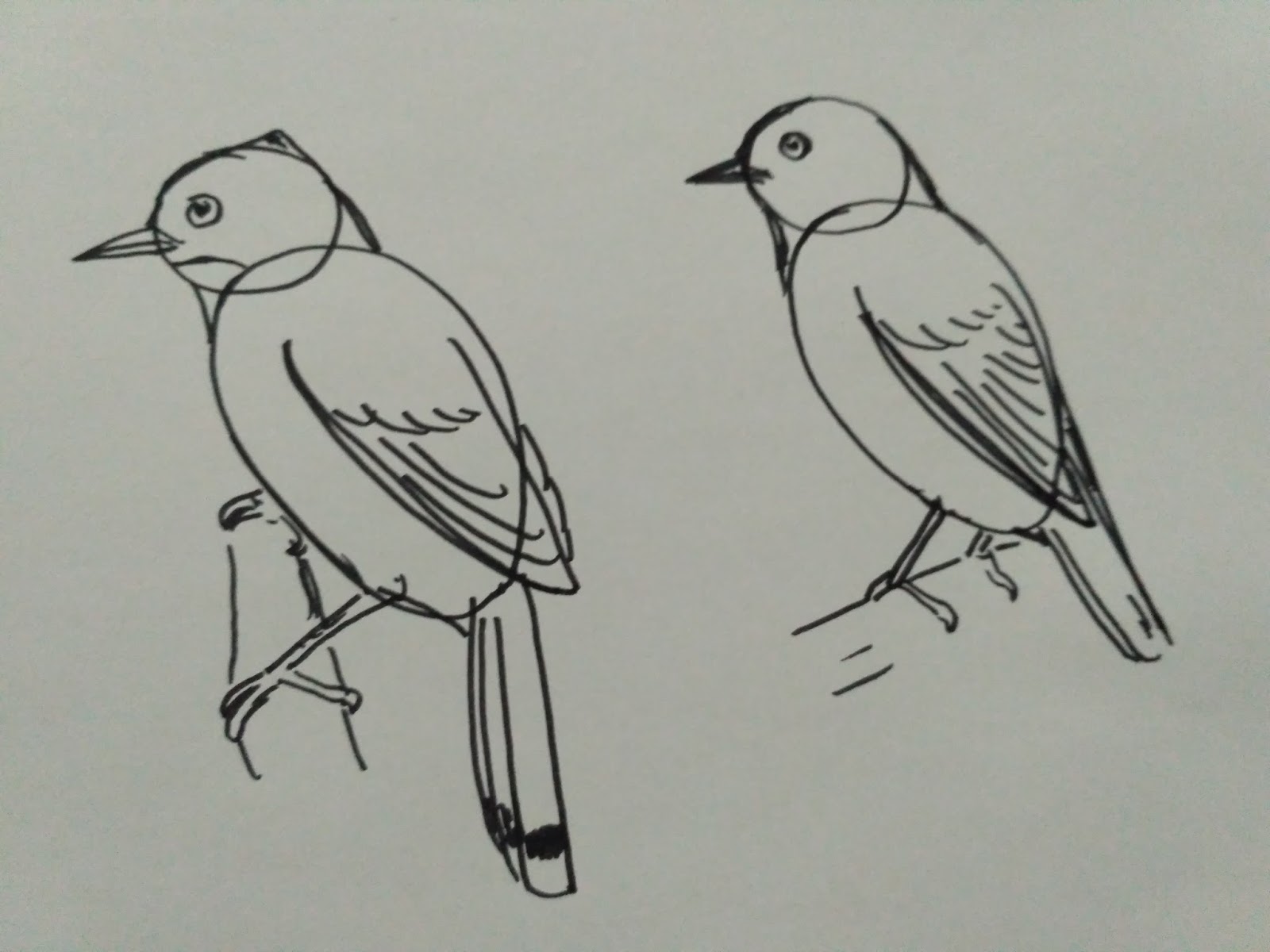 95 Sketsa Gambar Burung Kecil Gratis