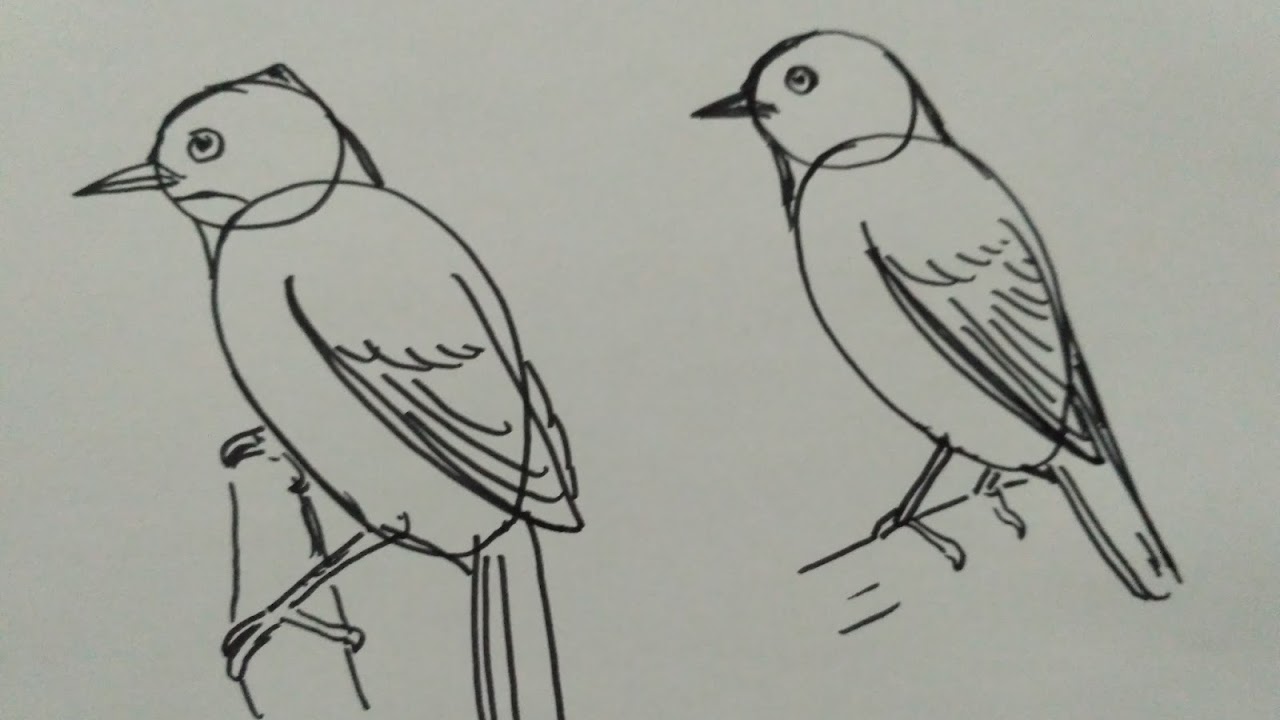 430+ Gambar Sketsa Burung Lovebird Ngekek Gratis Terbaik