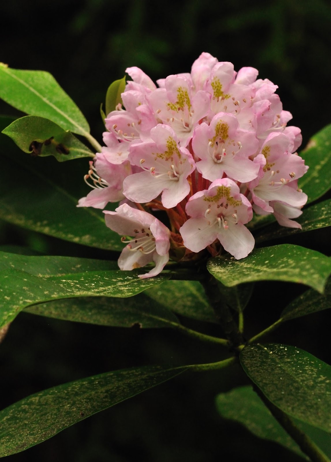 Discover West Virginia Flower Power on Charles Creek Trail Cranberry