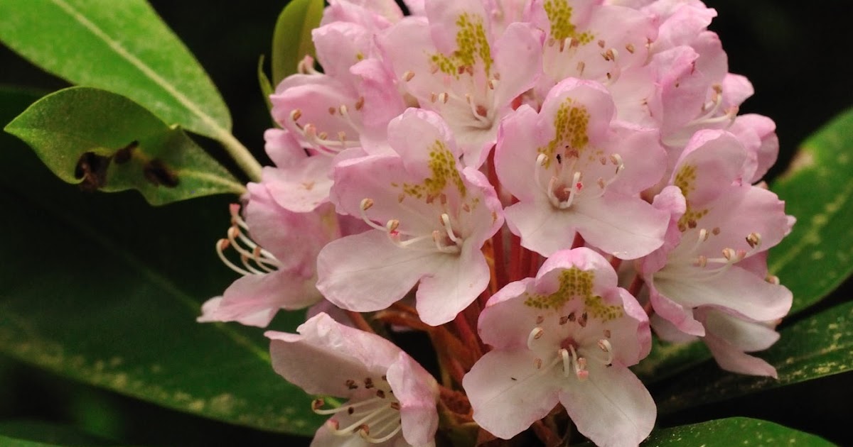 Discover West Virginia Flower Power on Charles Creek Trail Cranberry