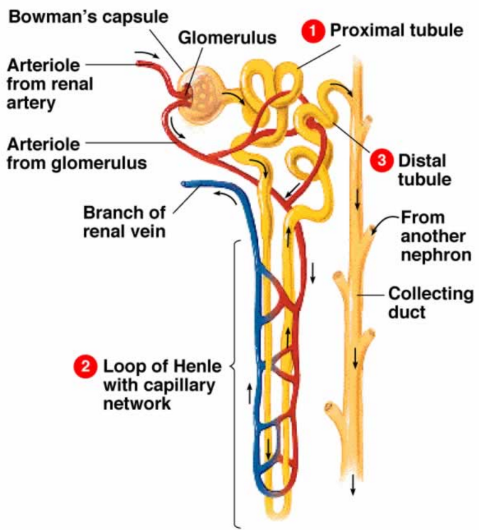 Excretion Class 10, Life processes