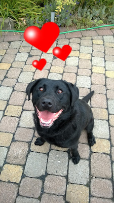 Angel Schwarzer Labrador