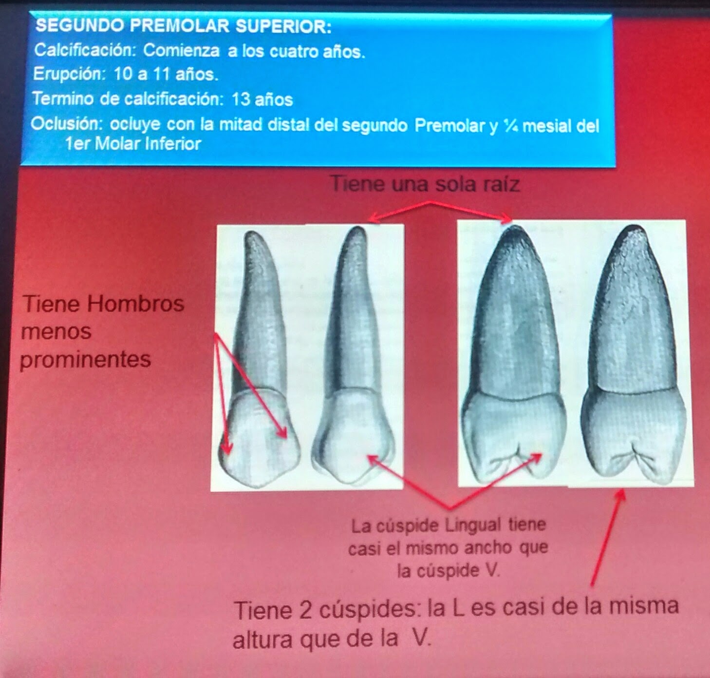 Apuntes de Odontología conocimientos básicos para nuestra formación