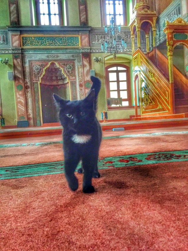 Un imán abre su mezquita a los gatos callejeros