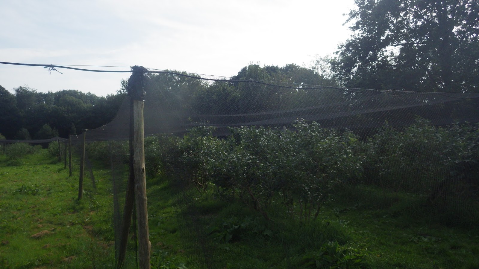 Moesker's moestuin: friday on the farm.