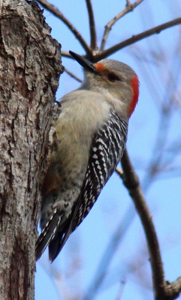 Virginia Life: Woodpeckers Everywhere!