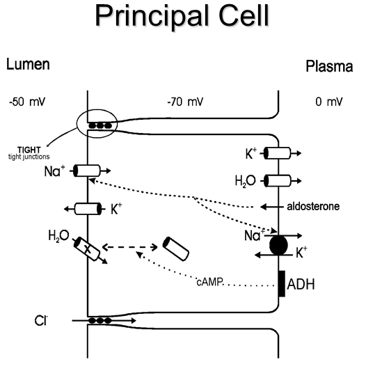 medskul Aldosterone Mechanism