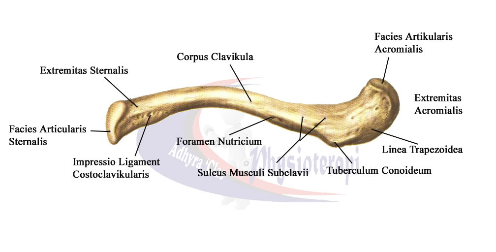ключица clavicula. грудино-ключичное сочленение рентген. анатомическое строение ключицы человека. ключичная латынь. ключица анатомия строение функции.