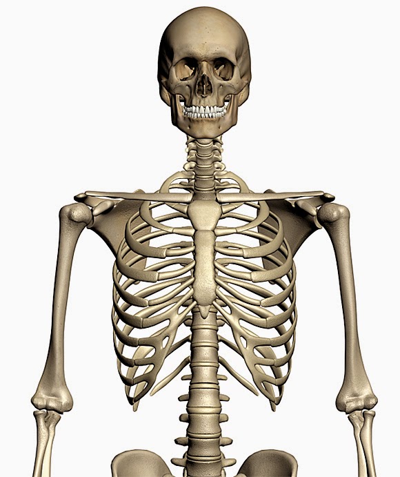 Bones system. Скелет. Человеческий скелет. Кости анатомия. Костная система.