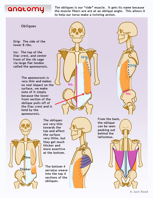 Drawsh: Obliques