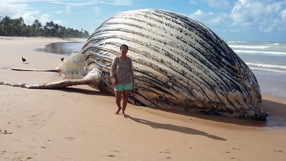 Baleia jubarte aparece morta na praia de Taipu de Fora, em Maraú