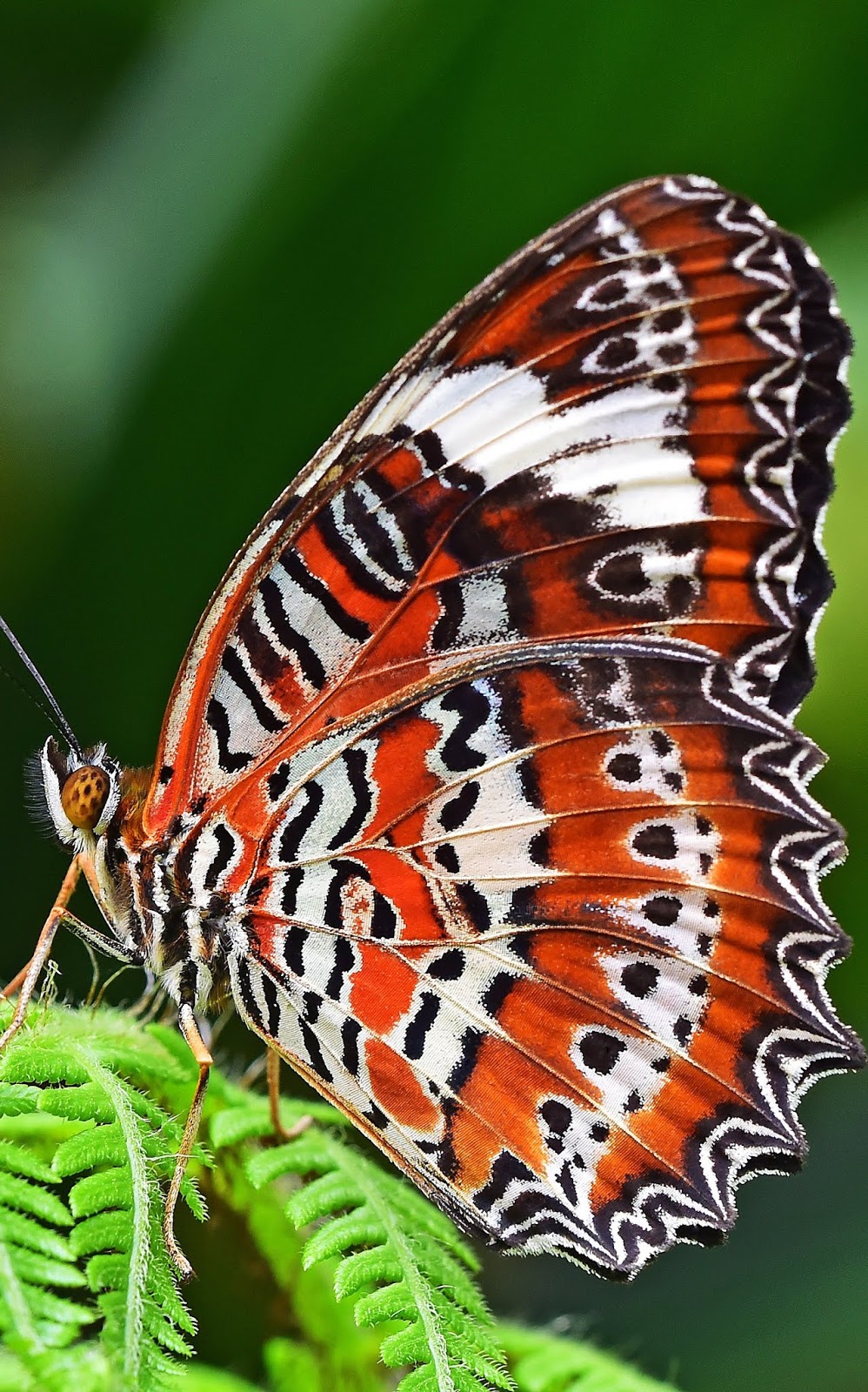 A leopard lacewing butterfly. A leopard lacewing butterfly.