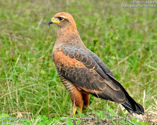 Aguilucho colorado Heterospizias Buteogallus meridionalis