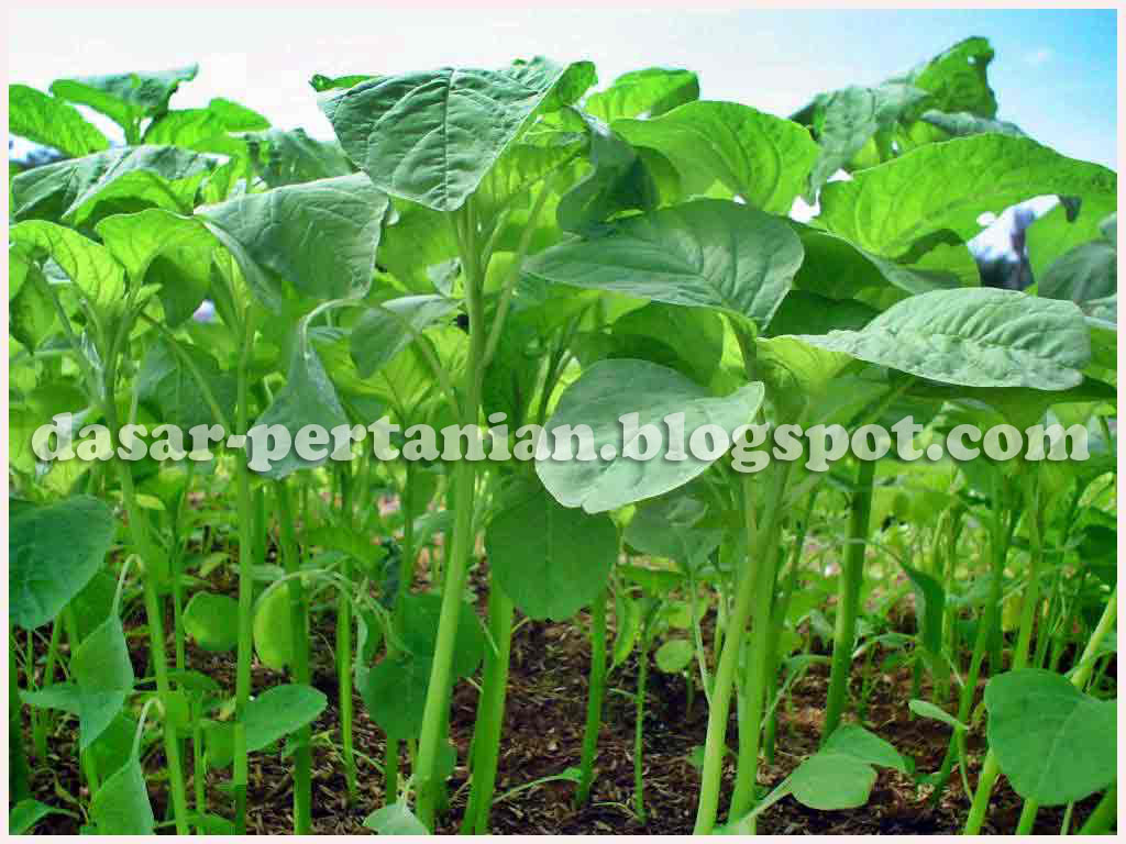 Rahasia Wujudkan Tanaman Bayam Makin Subur: Panduan Lengkap Pupuk dan Nutrisi