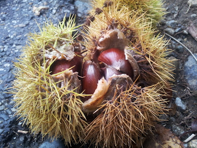 la châtaigne : Un fruit unique, bon pour la santé 