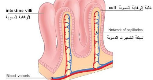 Quran