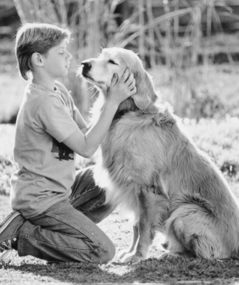 Watch homeward bound 2 online