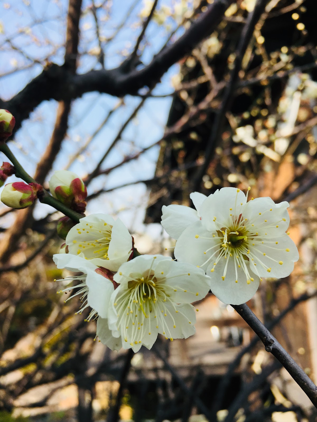 ﾃﾞｲｻｰﾋﾞｽ 昭和の隠れ家播磨 白い梅