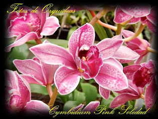 Fotos de orquídeas. Album nº-5