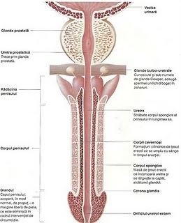 penis foarte sensibil