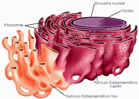 Reticulos endoplasmaticos y complejo de golgi