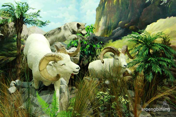 rahmat international wildlife museum gallery