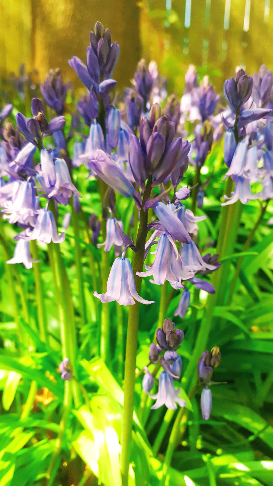 Welcome To The Weekend Blog Hop: Bluebells And White-bells