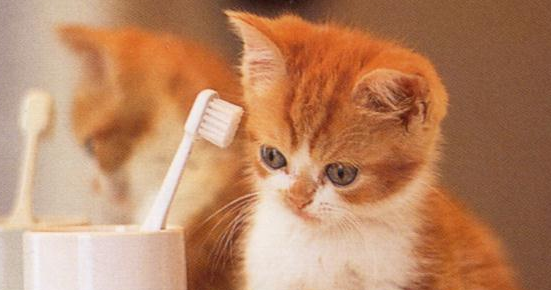 Contoh Descriptive Text About Cat Contoh Two