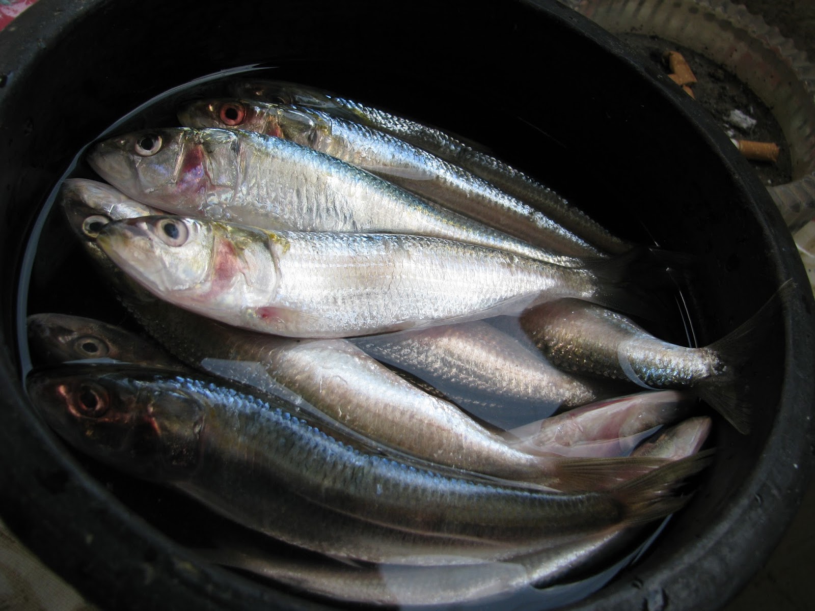 Foodie Delights Bangalore Life n Spice Sardine Cleaning!