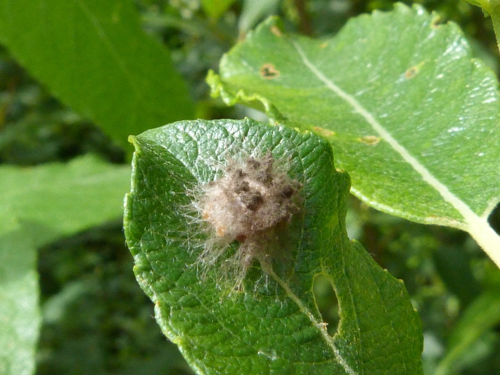 Insects of Scotland: Galls/Leaf-miners