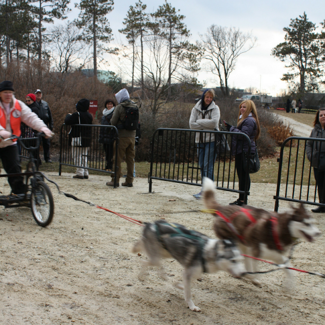 Husky dog sled team at The Morton Arboretum