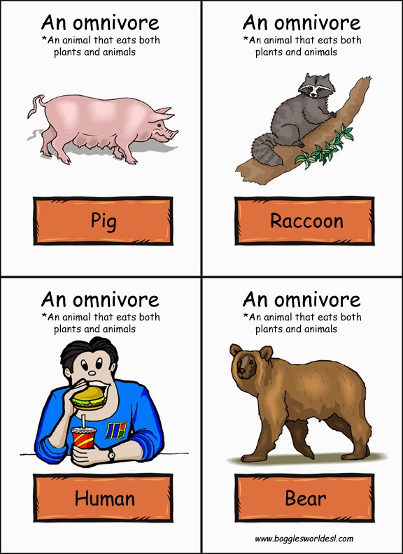 Carnivores, Herbivores, and Omnivores Sample Student Work