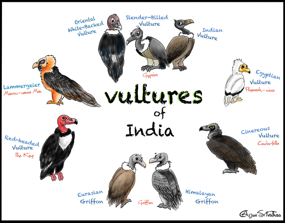 Turkey vulture. Африканский ушастый гриф. Аватарка vulture. Vultures значение. Lappet-faced vulture.