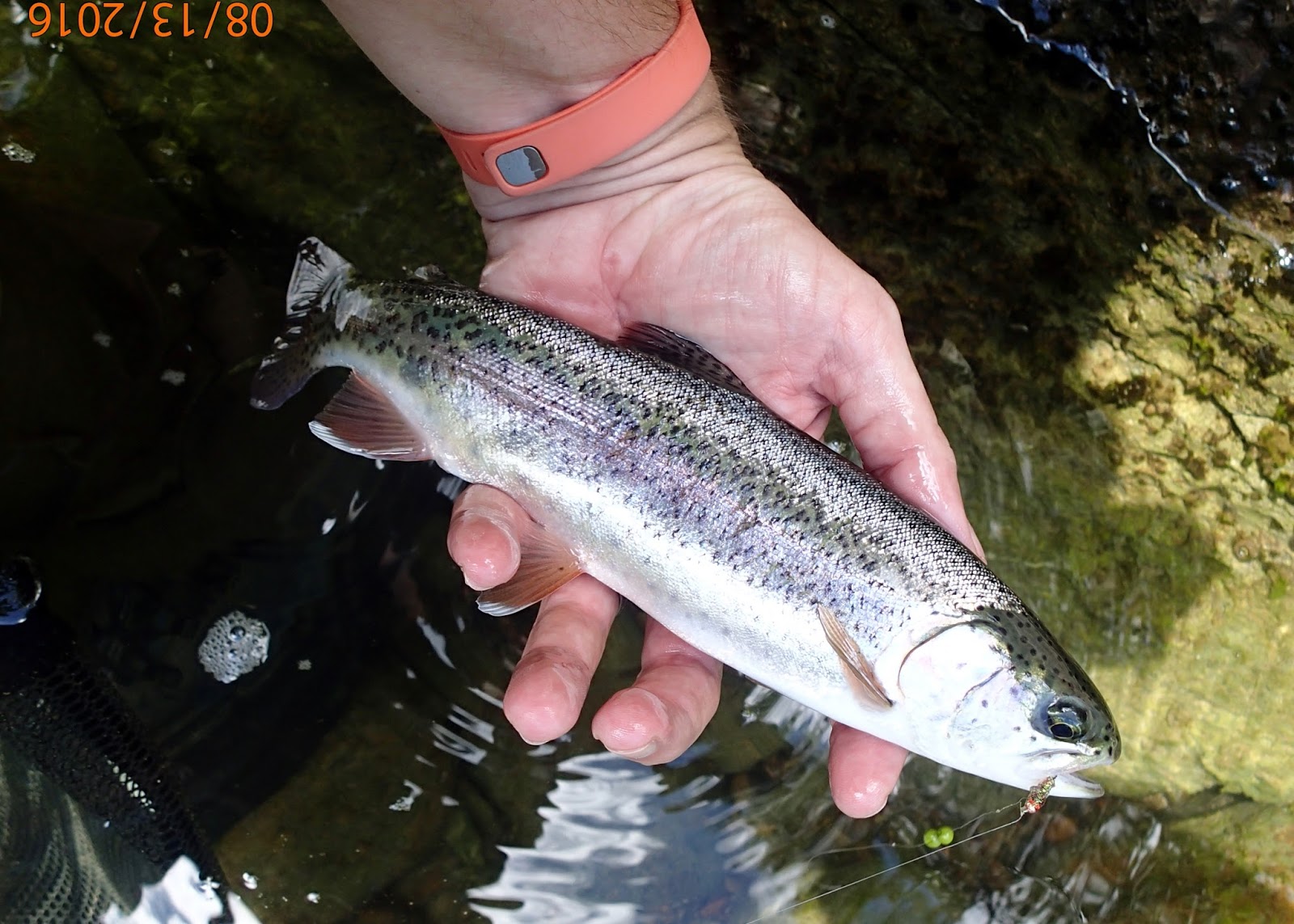 Bobcat Hollow Fly Fishing Tying August 2016