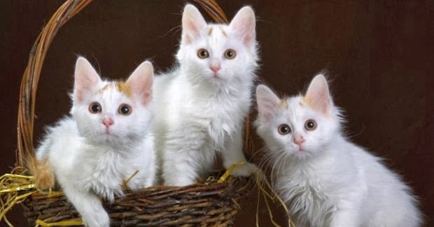 Kahve Falında Kedi Görmek Paranormal Olaylar