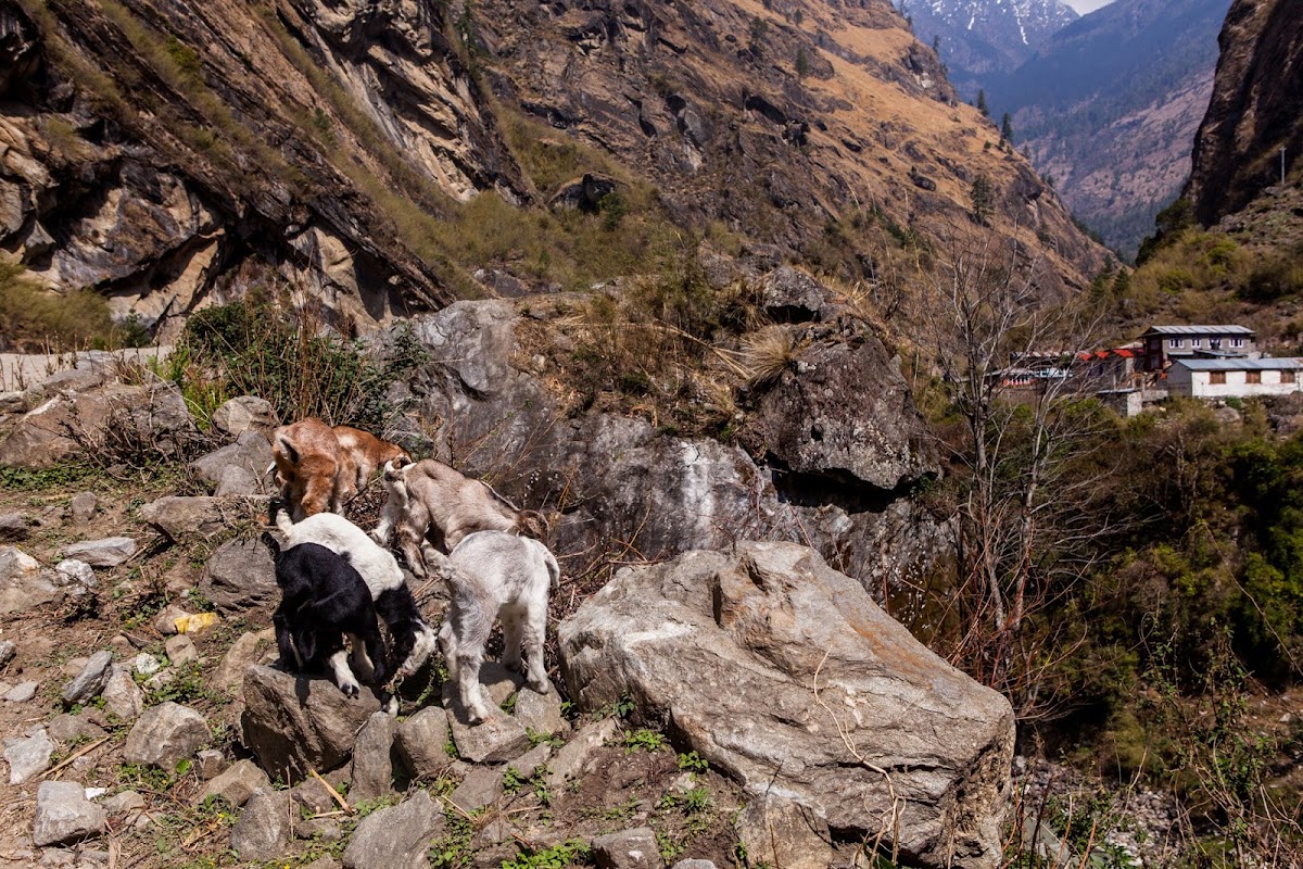 200км по красно-белым черточкам.. Around Annapurna. март-апрель 2017