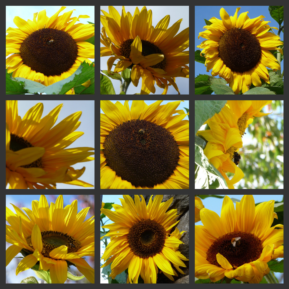 Mary Joan Stitching Birthday Cards And Sunflowers mary-joan-stitching-birthday-cards-and-sunflowers