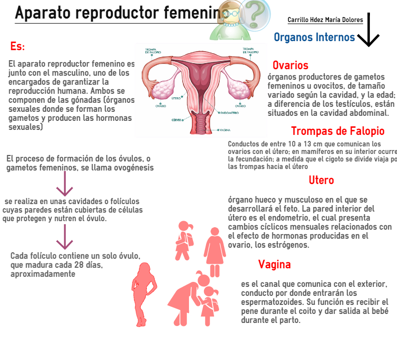 Morfofisiología Tema 10 Aparato Reproductor Femenino