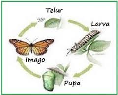 Bagaimana cara perkembangbiakan kupu-kupu