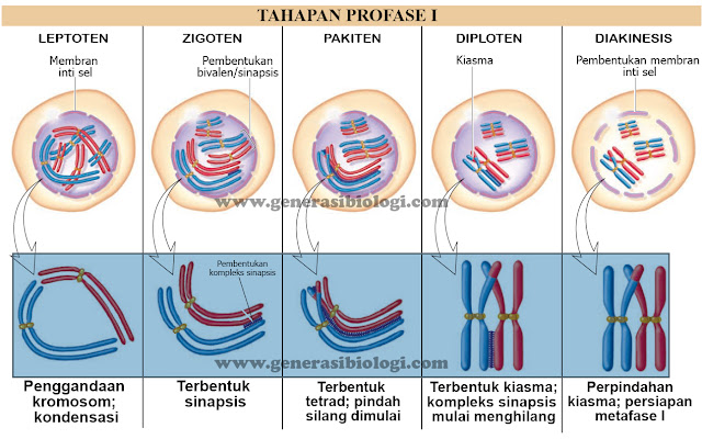 leptoten, leptonema, zigonema, zigoten, pakinema, pakiten, diplonema, diploten, diakinesis