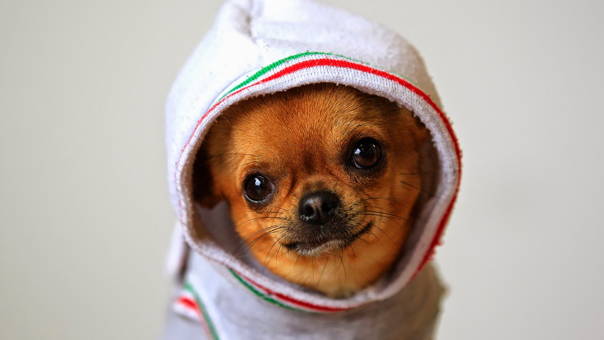 Video Animali: Il Chihuahua che strizza l'occhio alla telecamera mentre si fa un massaggio