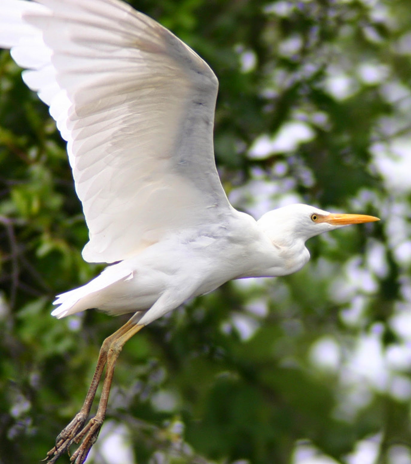 Amezing Cattle Egret Flying Wallpaper - FREE ALL HD WALLPAPERS DOWNLOAD