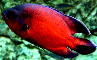 Ikan Oscar Paris Perikanan