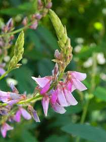 Showy tick trefoil Desmodium canadense by garden muses-not another Toronto gardening blog