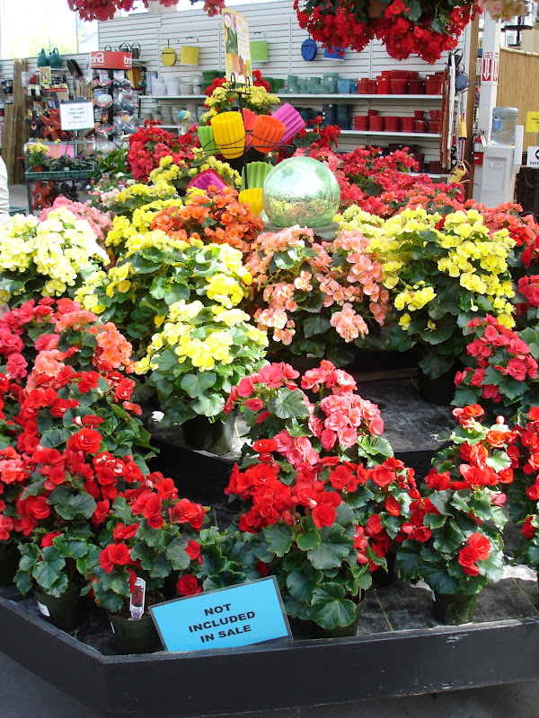 The Outlaw Gardener Watson's Nursery Tent Sale